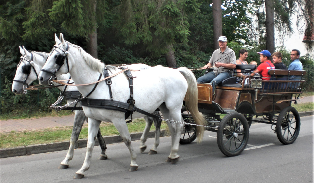 Picknickfahrt mit dem Kremser - Wolgast - Usedom